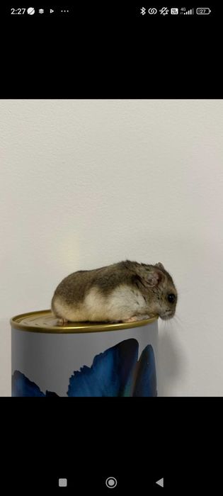 Мини хамстер много игрив