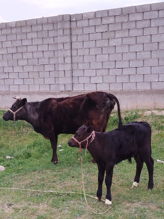 Бұзаулы сиыр сатылады