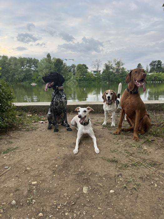 Cazare pentru catei / petsitting