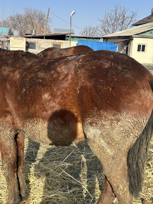 Ұреашы тай жеребчик байтал