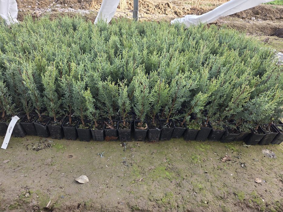 Kiparis arizonskiy koʻchatlari 25-30 sm