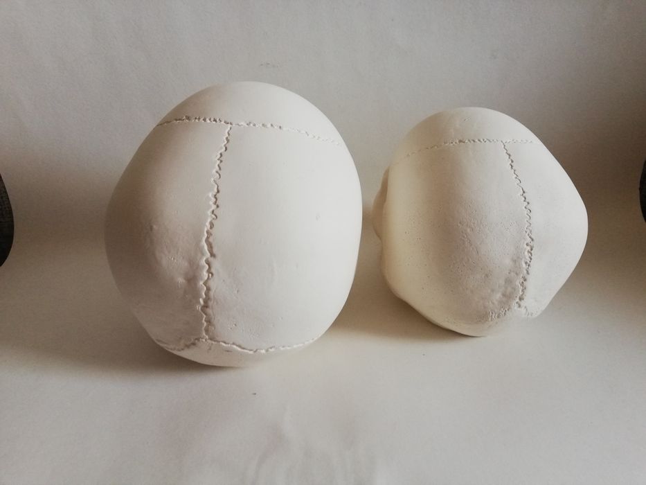 Череп. Черепа. Черепушки.