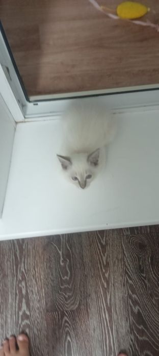 Отдам котенка к латку приучен