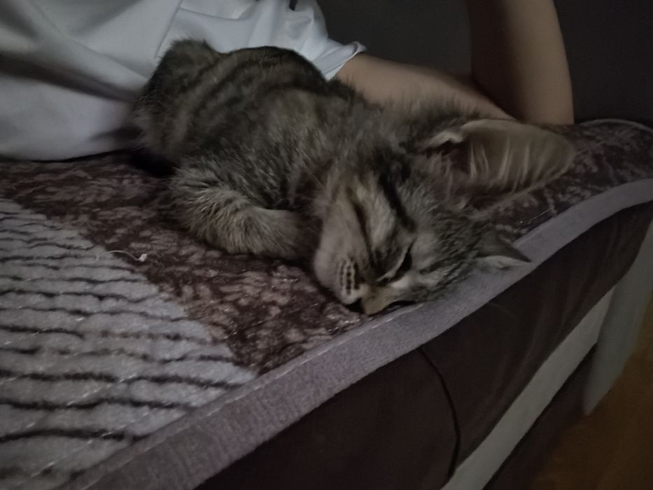 котенок девочка 3 месяца