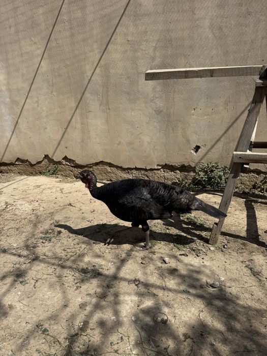 Тауық, үндік, индюк, тауык