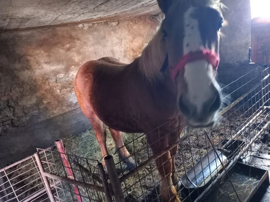 Vând armăsar de 9 luni