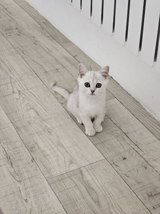 Продам британского котёнка