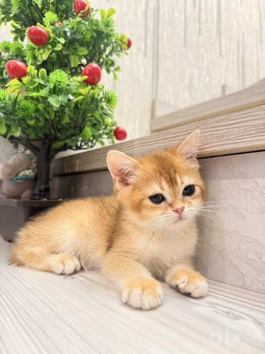 На продаже котенок девочка