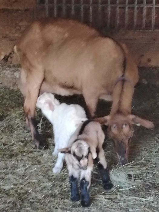 Vând capră alpină cu 2 iezi