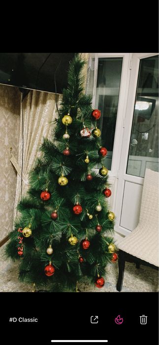 Елка Шырша 2 метр