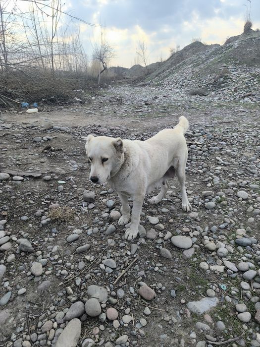 Алабай ургочи сотилади срочно,
