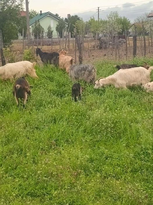 Vand capre tinere si bune de lapte!!