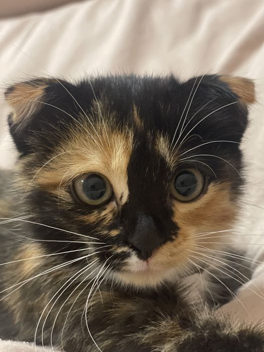 Котенок (девочка) Вислоухая