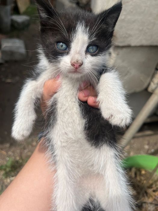 Отдам красивых котят.