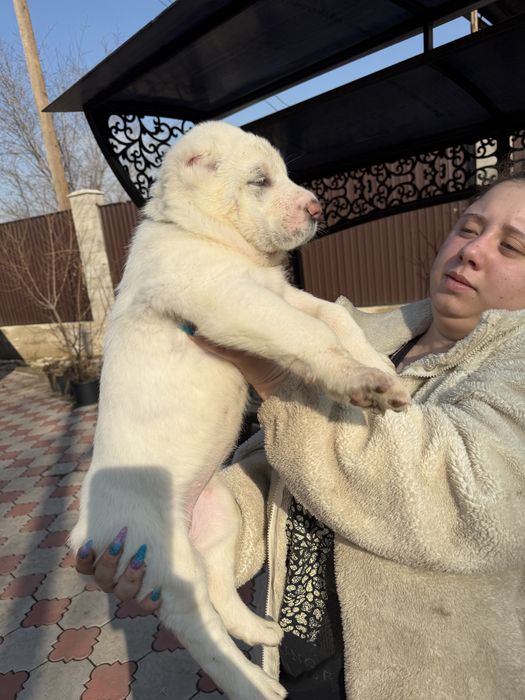 Продаются щенки алабай