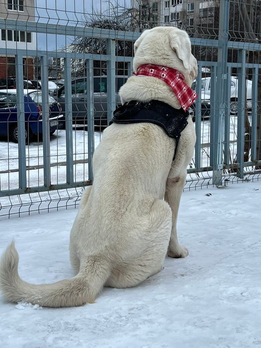 Мила търси своя дом