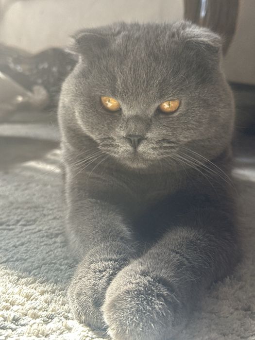 Потерялся кот, нашедшему гарантировано есть вознограждение большое