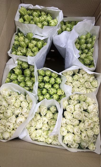 Тюльпаны оптом поставка с Голандий бронирование цветов