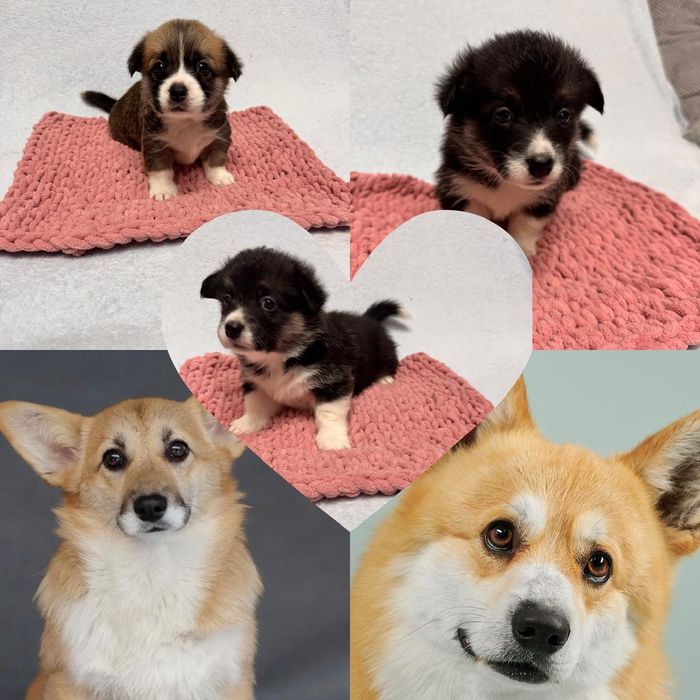 Продам щенков породы корги