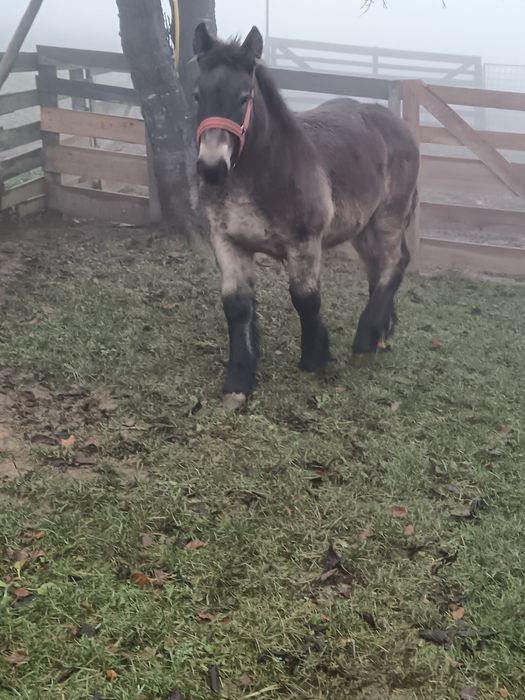 De vânzare minza de 6 luni