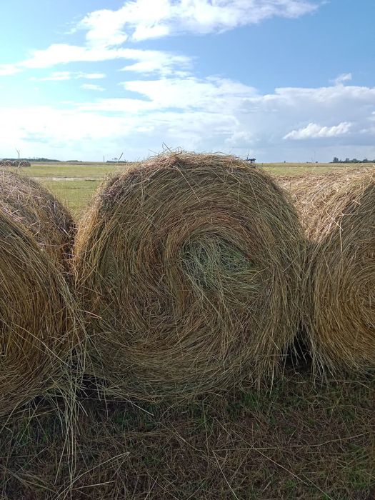 Продам сено 1шт 5000тг дикий перей