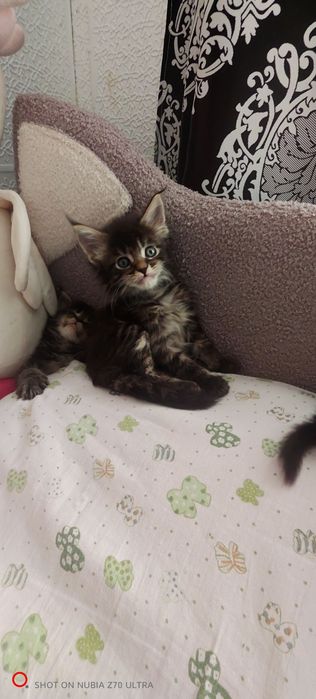Продам котят породистых