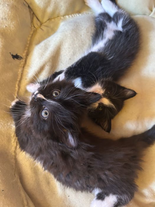 Котята мальчики в надежные руки