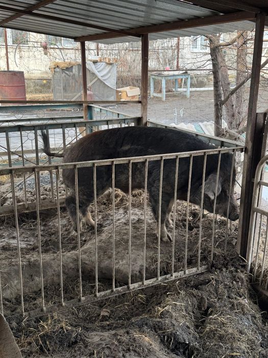 Продам кабана  производителя