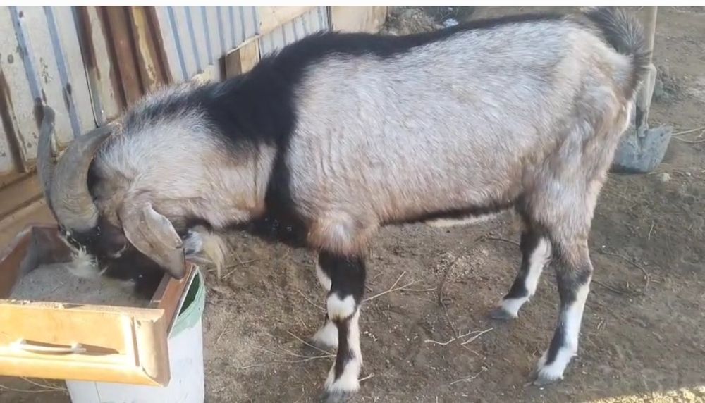 Семіз қой тоқты қошқар ешкі теке