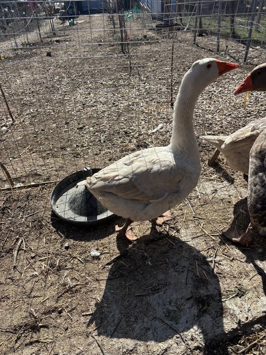 Vând gascan tânăr