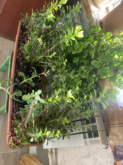 Продам цветы