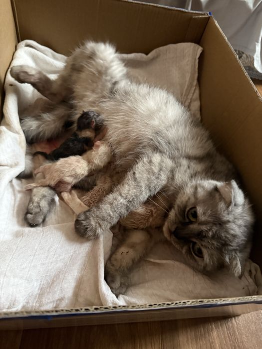 Продаются котята