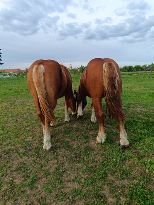 De vânzare 2 mânji