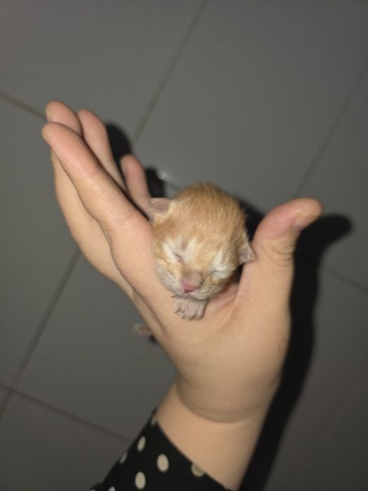 В добрые руки котенок