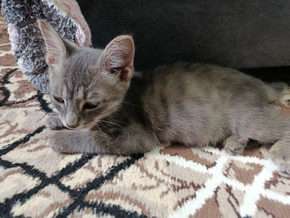 Котенок Игривый пушистый моторчик в добрые руки!  Приучен к лотку.