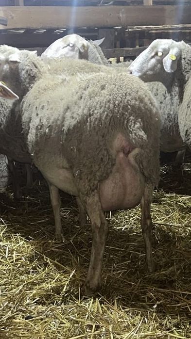 Vand mielute si berbecuti lacaune