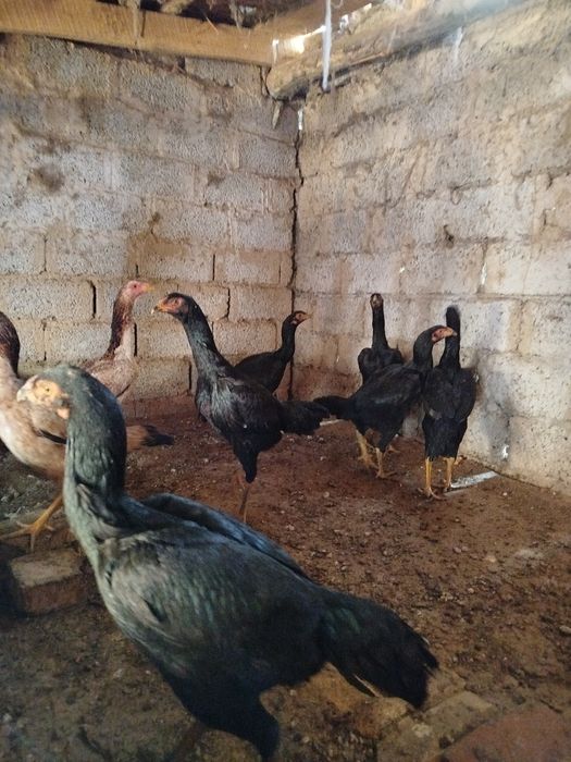 Макёнлар сотилади