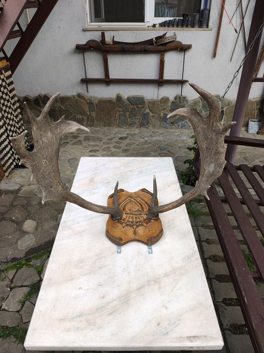 Trofeu cerb lopătar