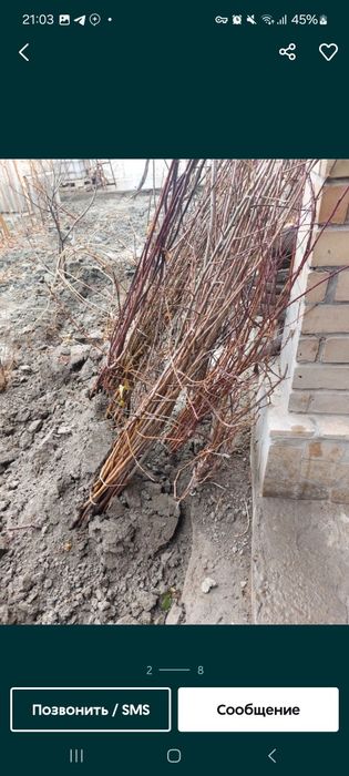 Nihol kuchatlari sotiladi hamma mevalardan bor narxlari 7000 so'mdan b