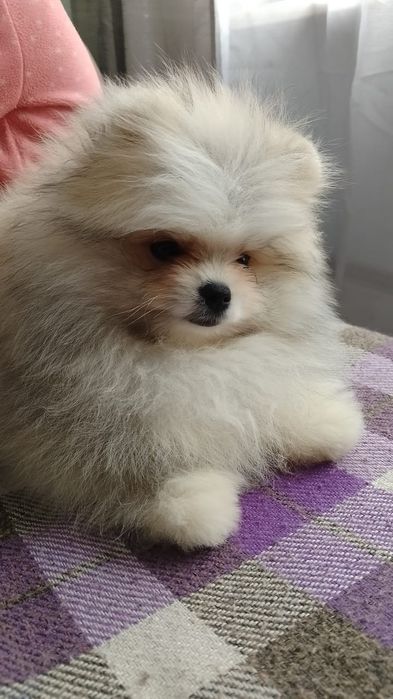 Шпиц мальчик с документами