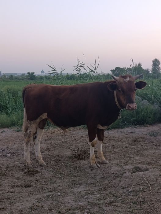 Buqqalar sotiladi