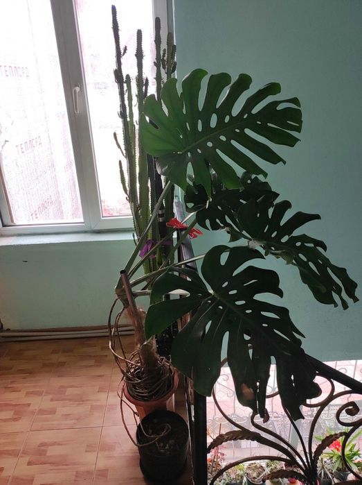 Продам домашние цветы