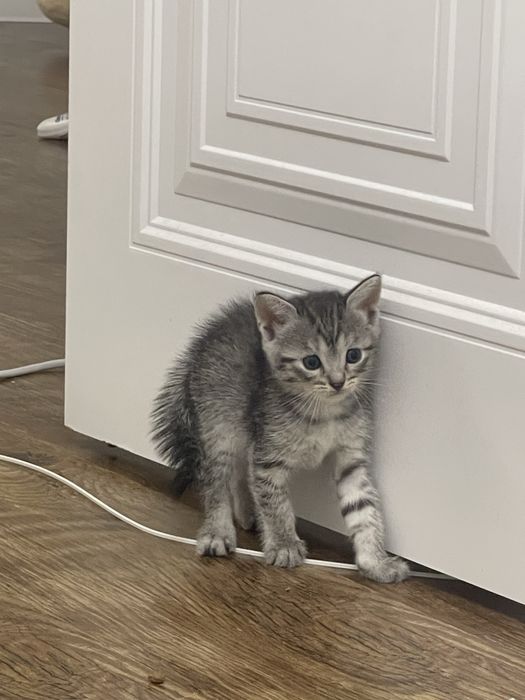 скоттиш страйт дымчатый котята