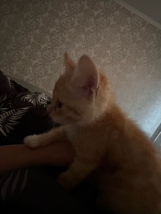 Котик отдам в добрые руки!