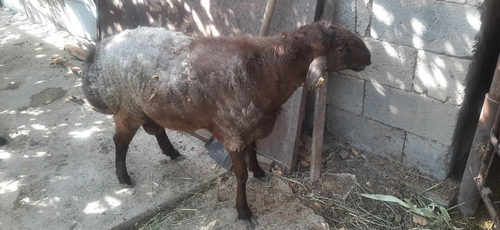 Семыз токты кошкар