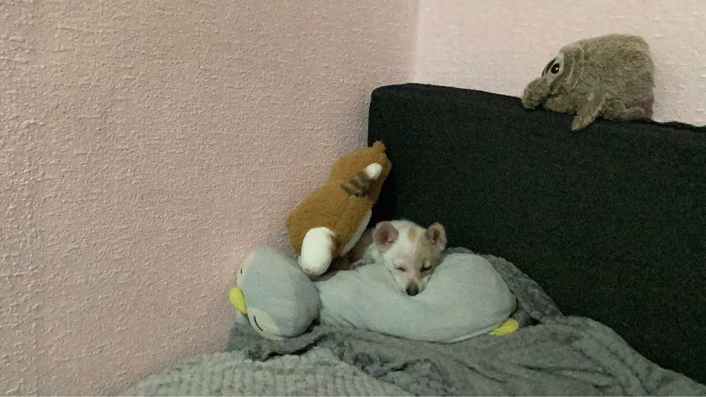 Собака маленькая