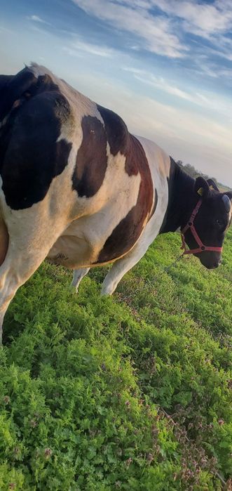 Vând vacă gestantă