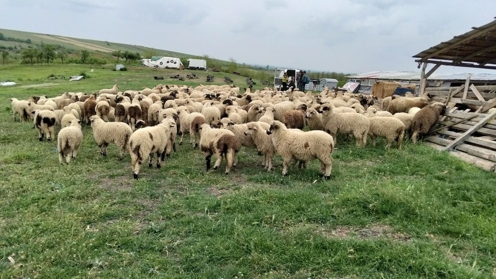 Vând miei 200 bucati