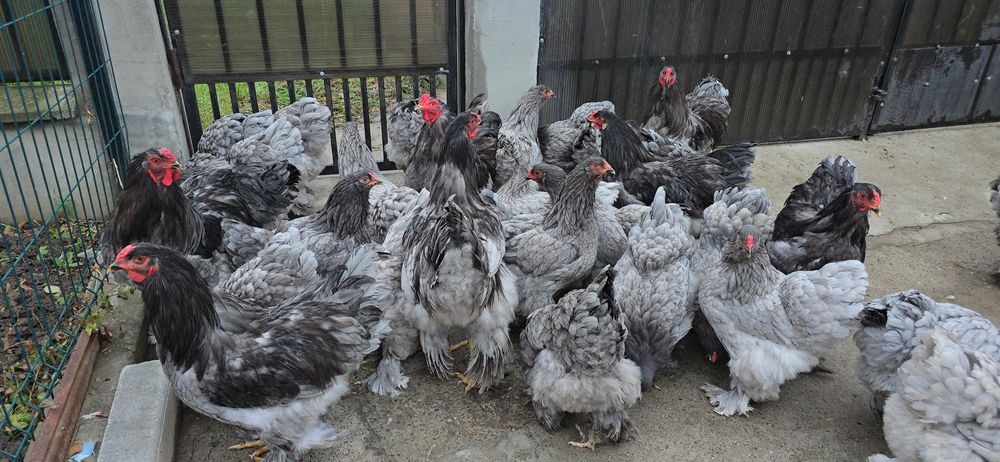 Brahma Albastru tineret si adulte