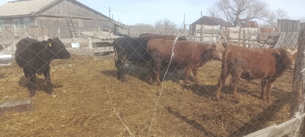 Продам бычков количество 7 голов